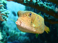   Yellow boxfish puckering lips Cina Terjun Redang G10 Ikelite substrobe Inon UCL  